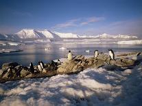 Gentoo Penguins on Wiencke Island, with Anvers Island in Distance, Antarctic Peninsula, Antarctica-Geoff Renner-Photographic Print