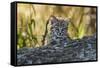 Geoffroy's cat, (Leopardus geoffroyi) Calden Forest, La Pampa, Argentina-Gabriel Rojo-Framed Stretched Canvas