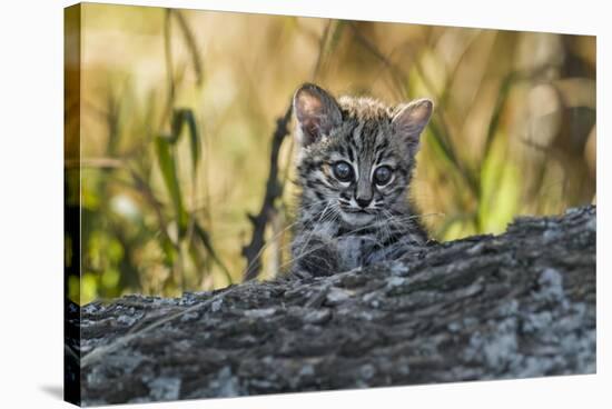 Geoffroy's cat, (Leopardus geoffroyi) Calden Forest, La Pampa, Argentina-Gabriel Rojo-Stretched Canvas