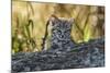 Geoffroy's cat, (Leopardus geoffroyi) Calden Forest, La Pampa, Argentina-Gabriel Rojo-Mounted Photographic Print