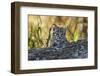 Geoffroy's cat, (Leopardus geoffroyi) Calden Forest, La Pampa, Argentina-Gabriel Rojo-Framed Photographic Print