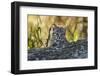 Geoffroy's cat, (Leopardus geoffroyi) Calden Forest, La Pampa, Argentina-Gabriel Rojo-Framed Photographic Print