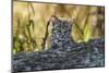 Geoffroy's cat, (Leopardus geoffroyi) Calden Forest, La Pampa, Argentina-Gabriel Rojo-Mounted Photographic Print