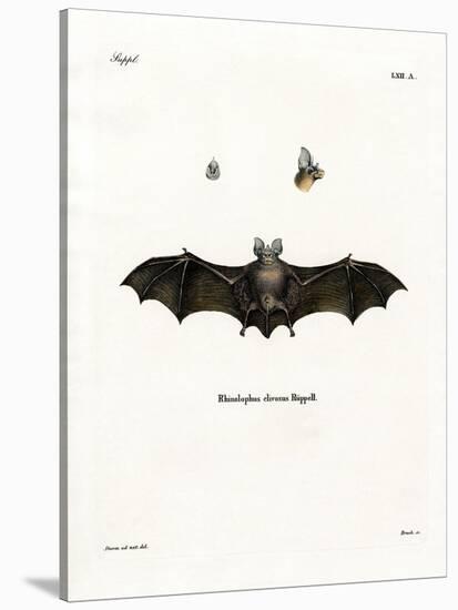 Geoffroy's Horseshoe Bat-null-Stretched Canvas