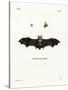 Geoffroy's Horseshoe Bat-null-Stretched Canvas