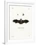 Geoffroy's Horseshoe Bat-null-Framed Giclee Print