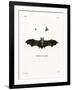 Geoffroy's Horseshoe Bat-null-Framed Giclee Print