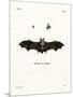 Geoffroy's Horseshoe Bat-null-Mounted Premium Giclee Print