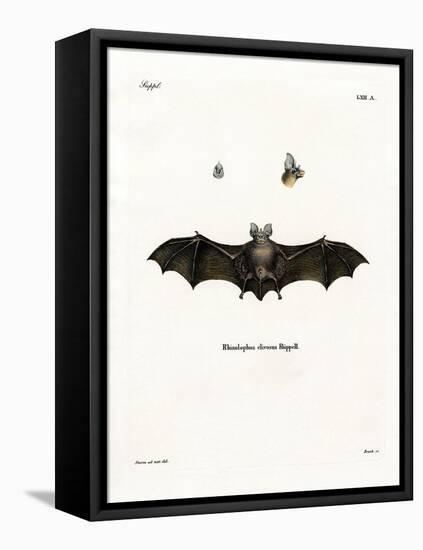 Geoffroy's Horseshoe Bat-null-Framed Stretched Canvas