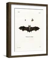 Geoffroy's Horseshoe Bat-null-Framed Giclee Print