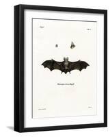 Geoffroy's Horseshoe Bat-null-Framed Giclee Print