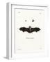 Geoffroy's Horseshoe Bat-null-Framed Giclee Print