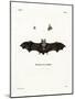 Geoffroy's Horseshoe Bat-null-Mounted Giclee Print