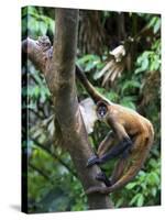 Geoffroy's Spider Monkey, Costa Rica-Andres Morya Hinojosa-Stretched Canvas