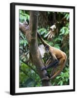 Geoffroy's Spider Monkey, Costa Rica-Andres Morya Hinojosa-Framed Premium Photographic Print