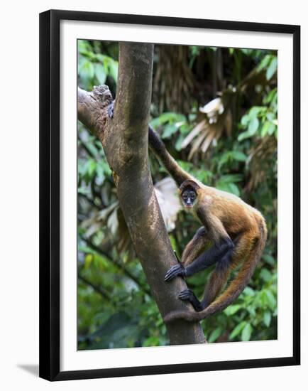 Geoffroy's Spider Monkey, Costa Rica-Andres Morya Hinojosa-Framed Premium Photographic Print