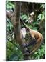 Geoffroy's Spider Monkey, Costa Rica-Andres Morya Hinojosa-Mounted Premium Photographic Print