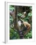 Geoffroy's Spider Monkey, Costa Rica-Andres Morya Hinojosa-Framed Photographic Print