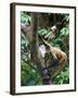Geoffroy's Spider Monkey, Costa Rica-Andres Morya Hinojosa-Framed Photographic Print