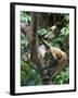 Geoffroy's Spider Monkey, Costa Rica-Andres Morya Hinojosa-Framed Photographic Print