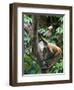 Geoffroy's Spider Monkey, Costa Rica-Andres Morya Hinojosa-Framed Photographic Print