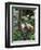 Geoffroy's Spider Monkey, Costa Rica-Andres Morya Hinojosa-Framed Photographic Print