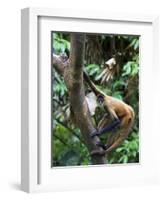 Geoffroy's Spider Monkey, Costa Rica-Andres Morya Hinojosa-Framed Photographic Print