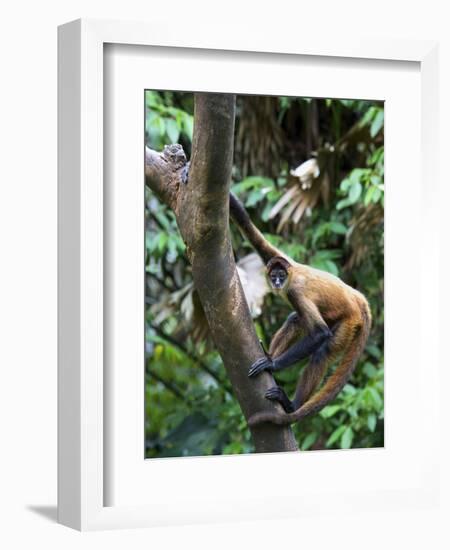 Geoffroy's Spider Monkey, Costa Rica-Andres Morya Hinojosa-Framed Photographic Print