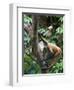 Geoffroy's Spider Monkey, Costa Rica-Andres Morya Hinojosa-Framed Photographic Print