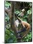 Geoffroy's Spider Monkey, Costa Rica-Andres Morya Hinojosa-Mounted Photographic Print