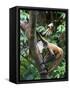 Geoffroy's Spider Monkey, Costa Rica-Andres Morya Hinojosa-Framed Stretched Canvas