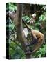Geoffroy's Spider Monkey, Costa Rica-Andres Morya Hinojosa-Stretched Canvas