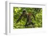 Geoffroy's spider monkey walking along branch, Osa Peninsula, Costa Rica-Nick Hawkins-Framed Photographic Print