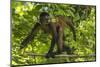 Geoffroy's spider monkey walking along branch, Osa Peninsula, Costa Rica-Nick Hawkins-Mounted Photographic Print