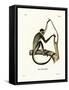 Geoffroy's Spider Monkey-null-Framed Stretched Canvas