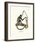 Geoffroy's Spider Monkey-null-Framed Giclee Print