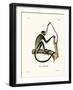 Geoffroy's Spider Monkey-null-Framed Giclee Print