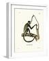 Geoffroy's Spider Monkey-null-Framed Giclee Print