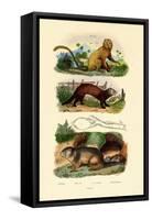 Geoffroy's Tamarin, 1833-39-null-Framed Stretched Canvas