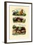 Geoffroy's Tamarin, 1833-39-null-Framed Giclee Print