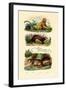 Geoffroy's Tamarin, 1833-39-null-Framed Giclee Print