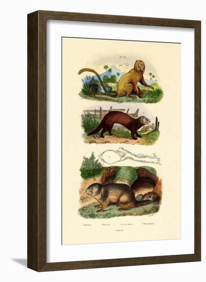 Geoffroy's Tamarin, 1833-39-null-Framed Giclee Print