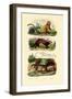 Geoffroy's Tamarin, 1833-39-null-Framed Giclee Print