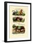 Geoffroy's Tamarin, 1833-39-null-Framed Giclee Print