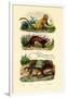 Geoffroy's Tamarin, 1833-39-null-Framed Giclee Print