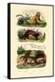 Geoffroy's Tamarin, 1833-39-null-Framed Stretched Canvas