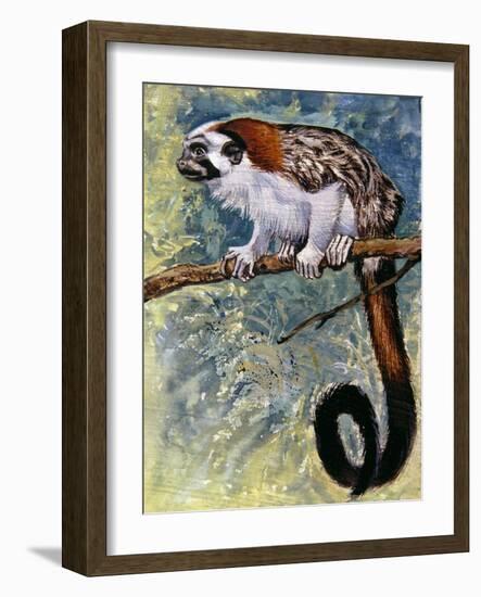 Geoffroy's Tamarin (Saguinus Geoffroyi), Callitrichidae-null-Framed Giclee Print