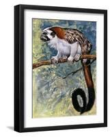 Geoffroy's Tamarin (Saguinus Geoffroyi), Callitrichidae-null-Framed Giclee Print