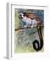 Geoffroy's Tamarin (Saguinus Geoffroyi), Callitrichidae-null-Framed Giclee Print