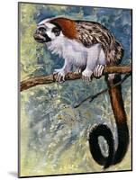 Geoffroy's Tamarin (Saguinus Geoffroyi), Callitrichidae-null-Mounted Giclee Print